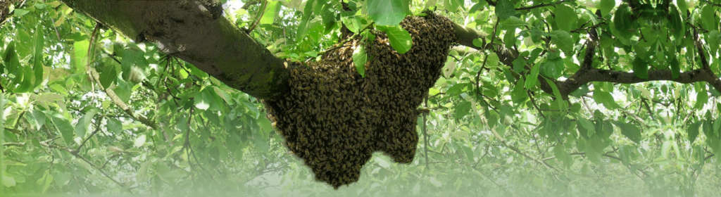 Bee Swarm Removal - Guardian Wasp & Bee Management